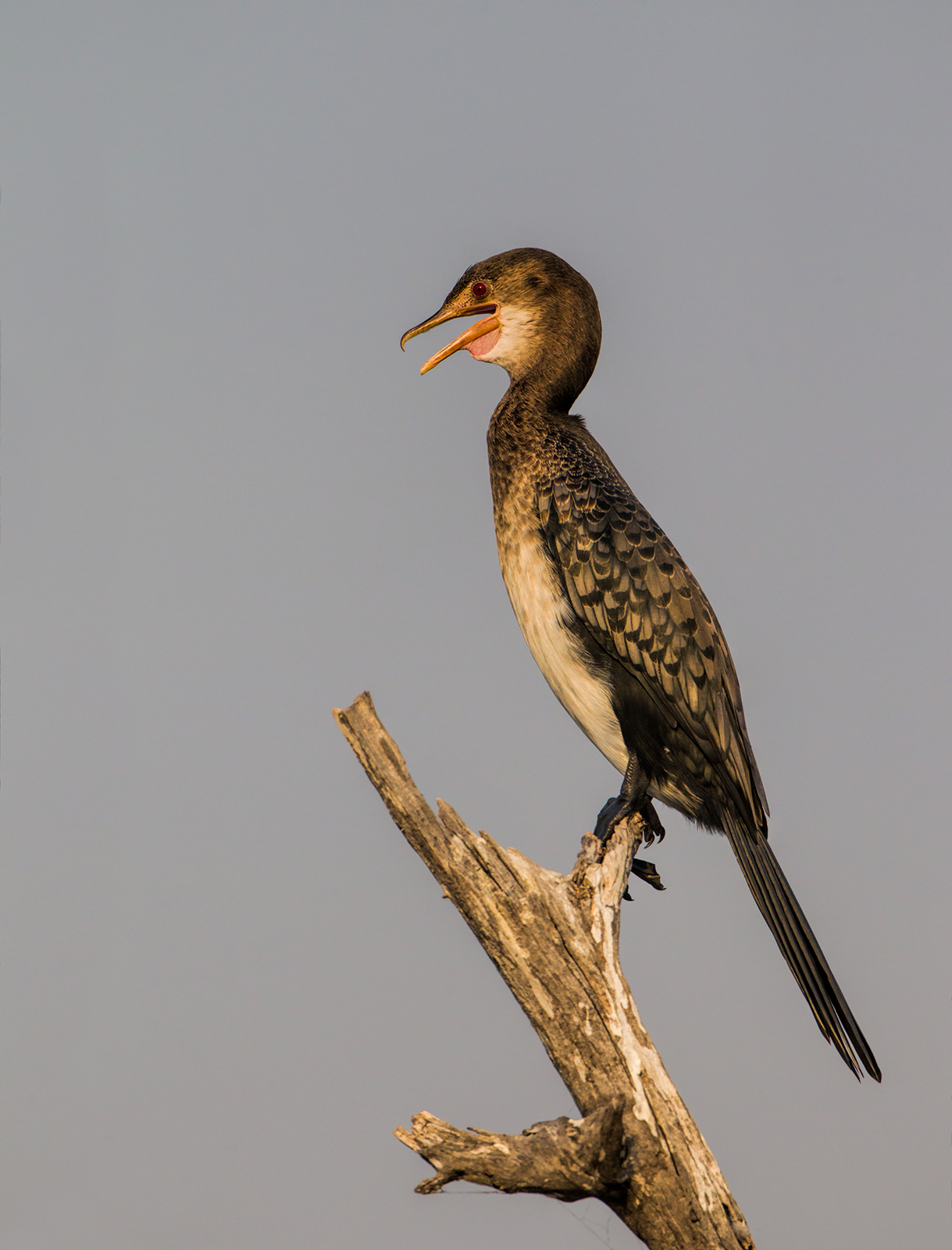 Reed Cormorant