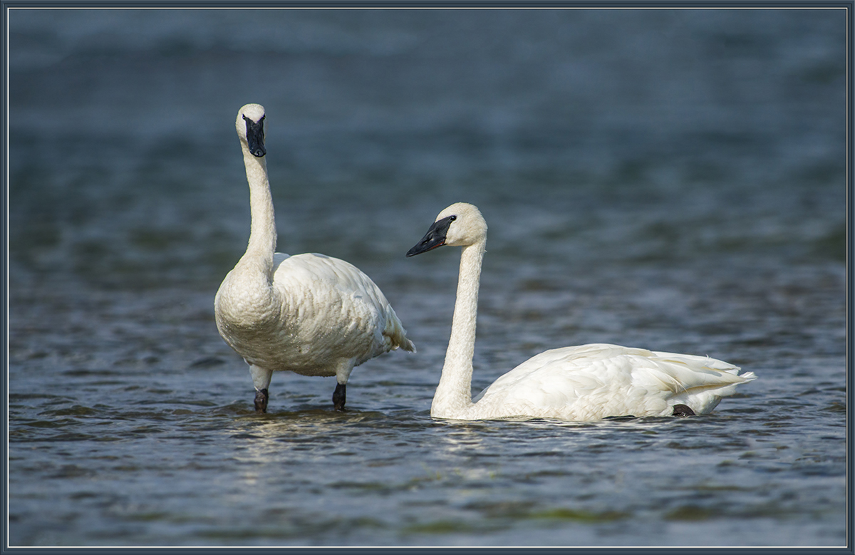 Trumpeters