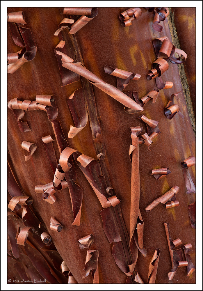 Manzanita Bark Detail
