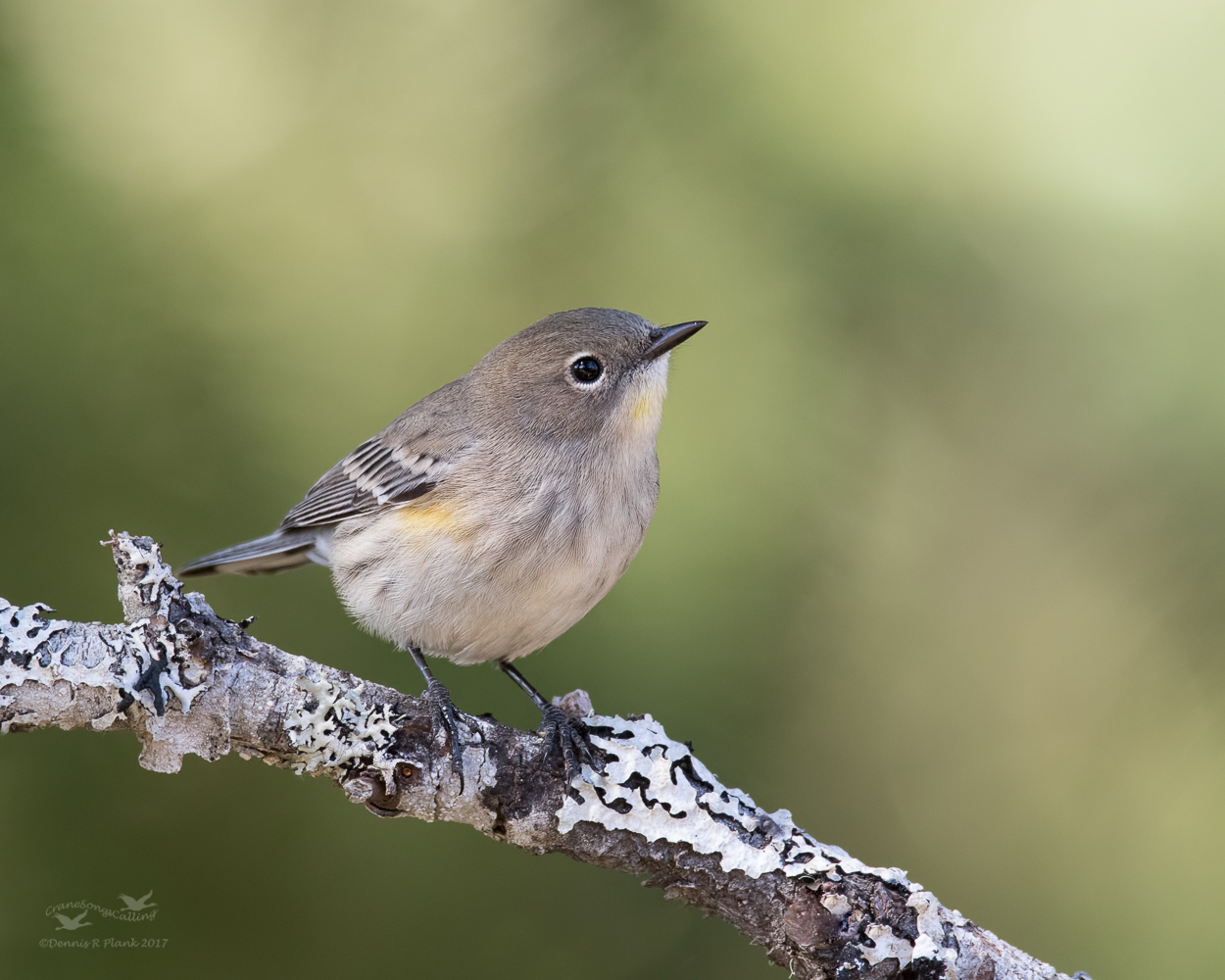 Butterbutt