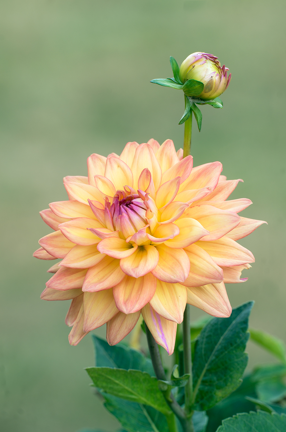 Dahlia #4
