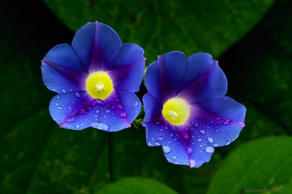 Blue Bells