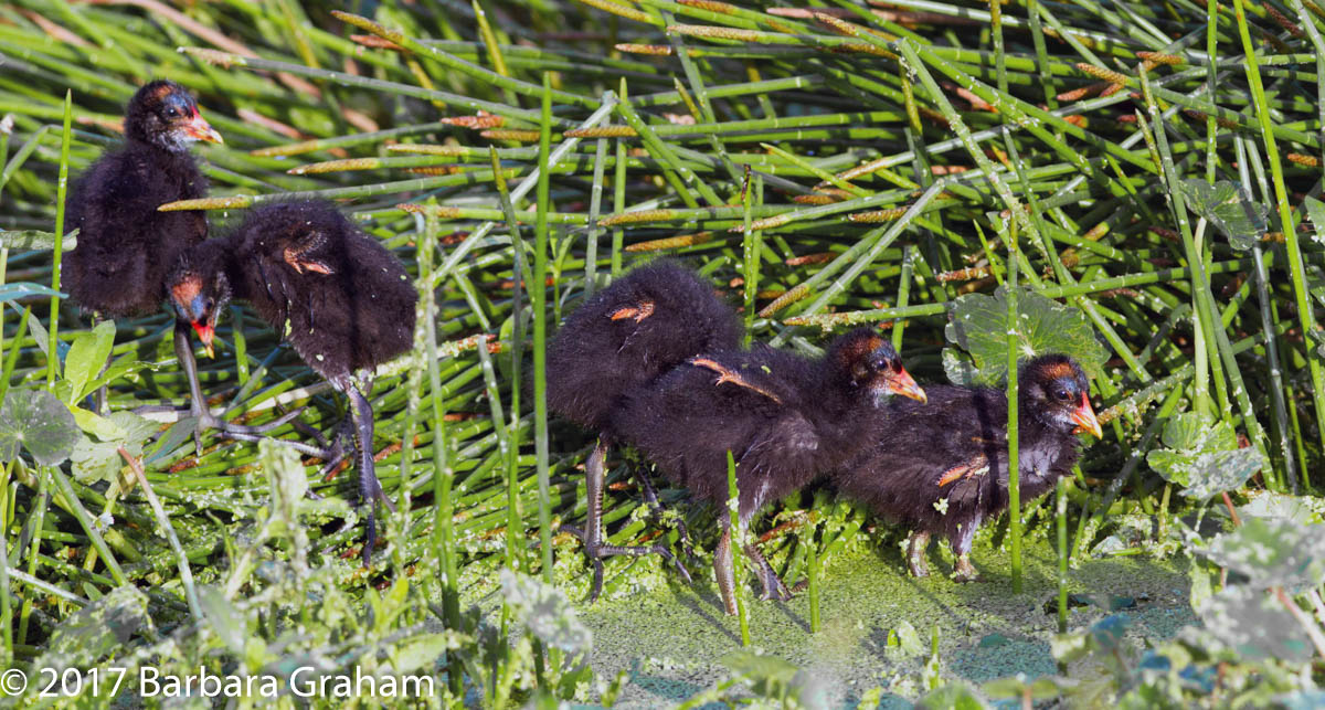 Chicks in a Row
