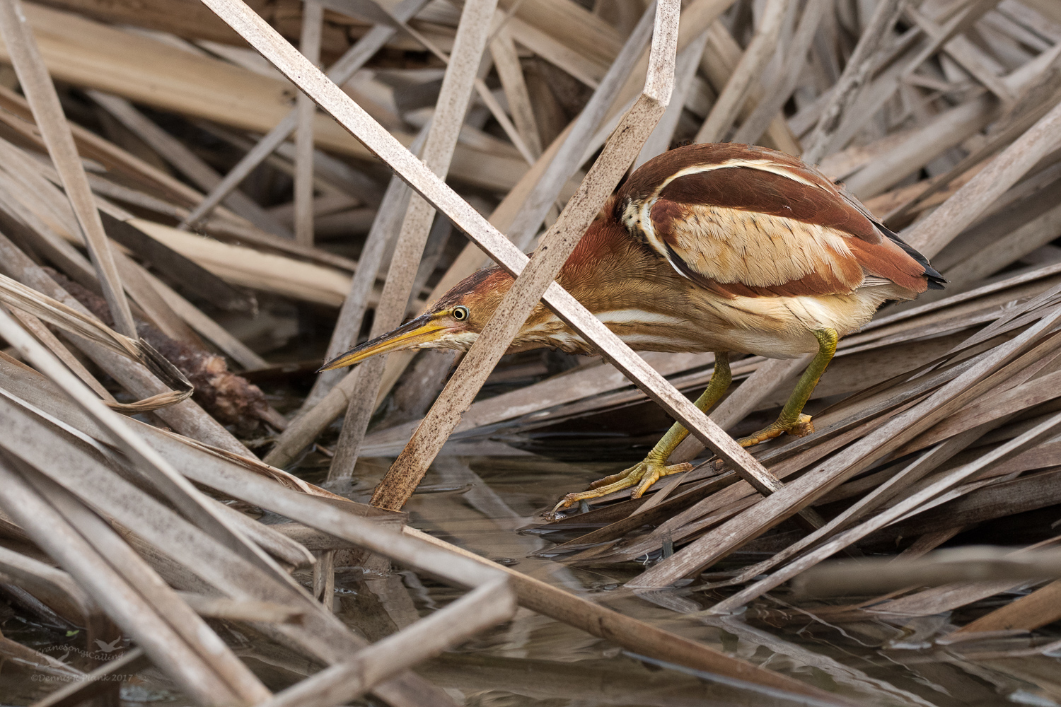 Least Bittern & RP