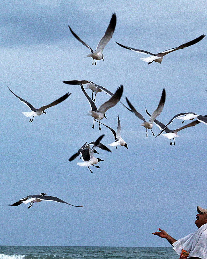 Man and seagull flock