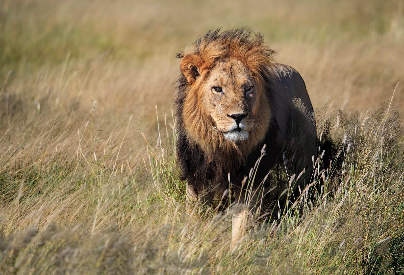 Kalahari Lion
