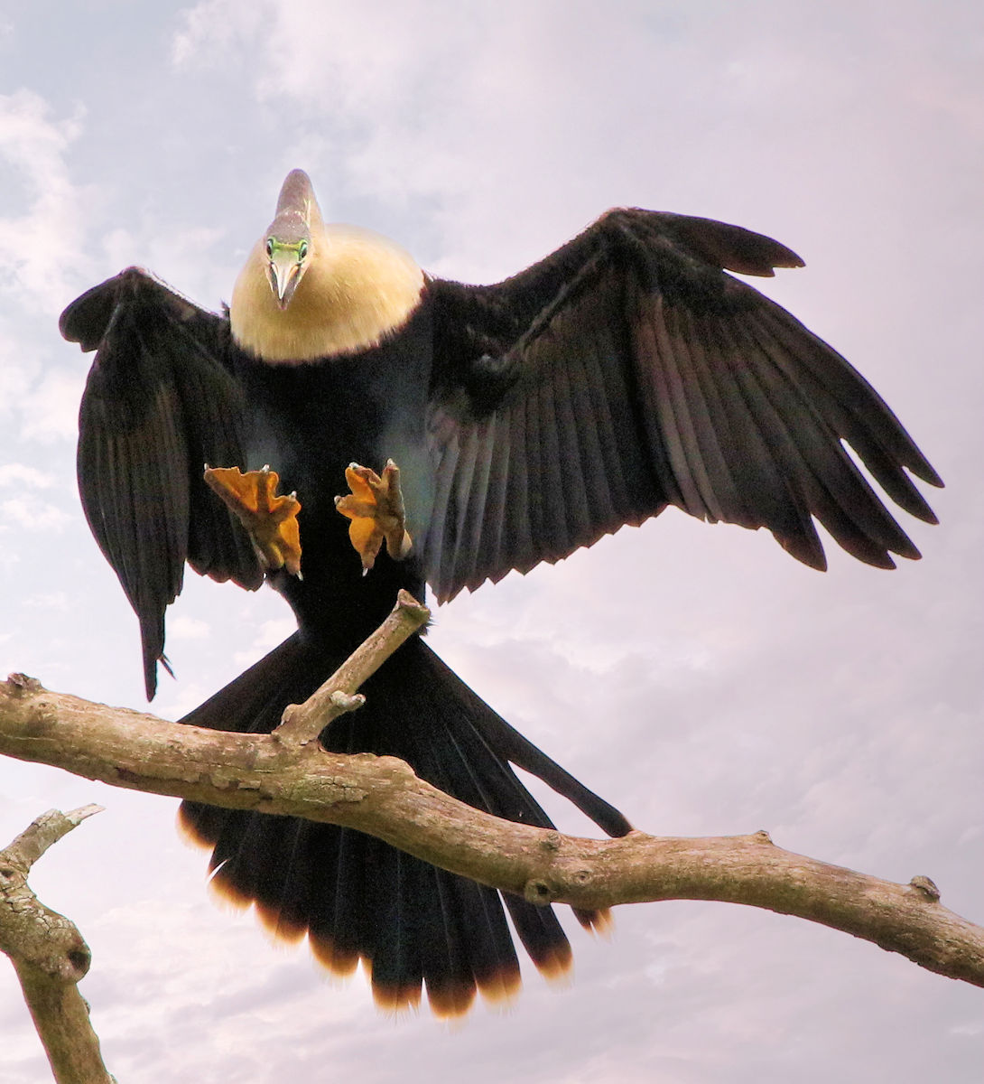 Anhinga coming in fast
