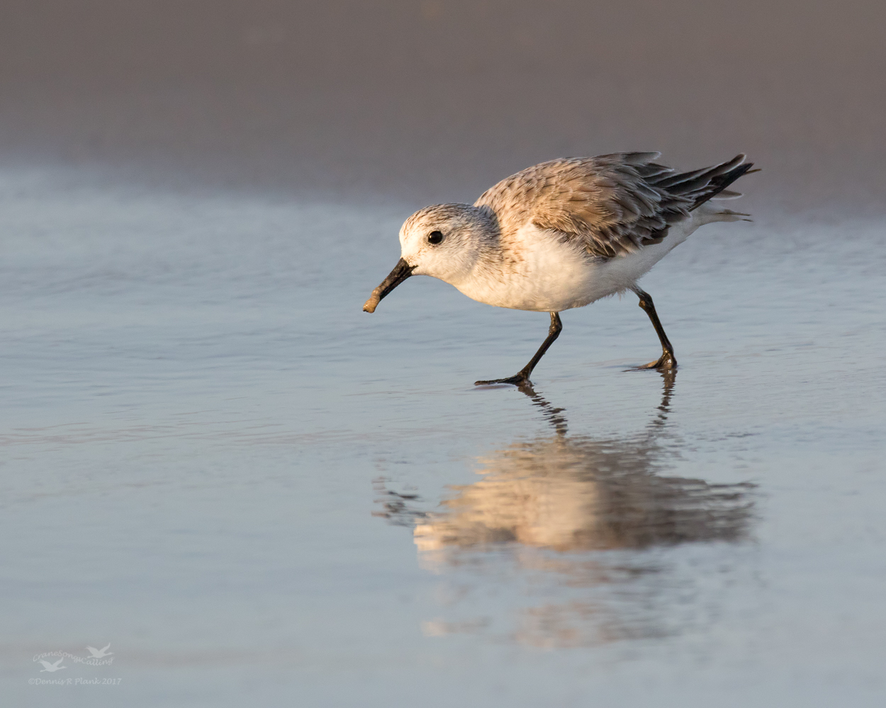 Sanderling