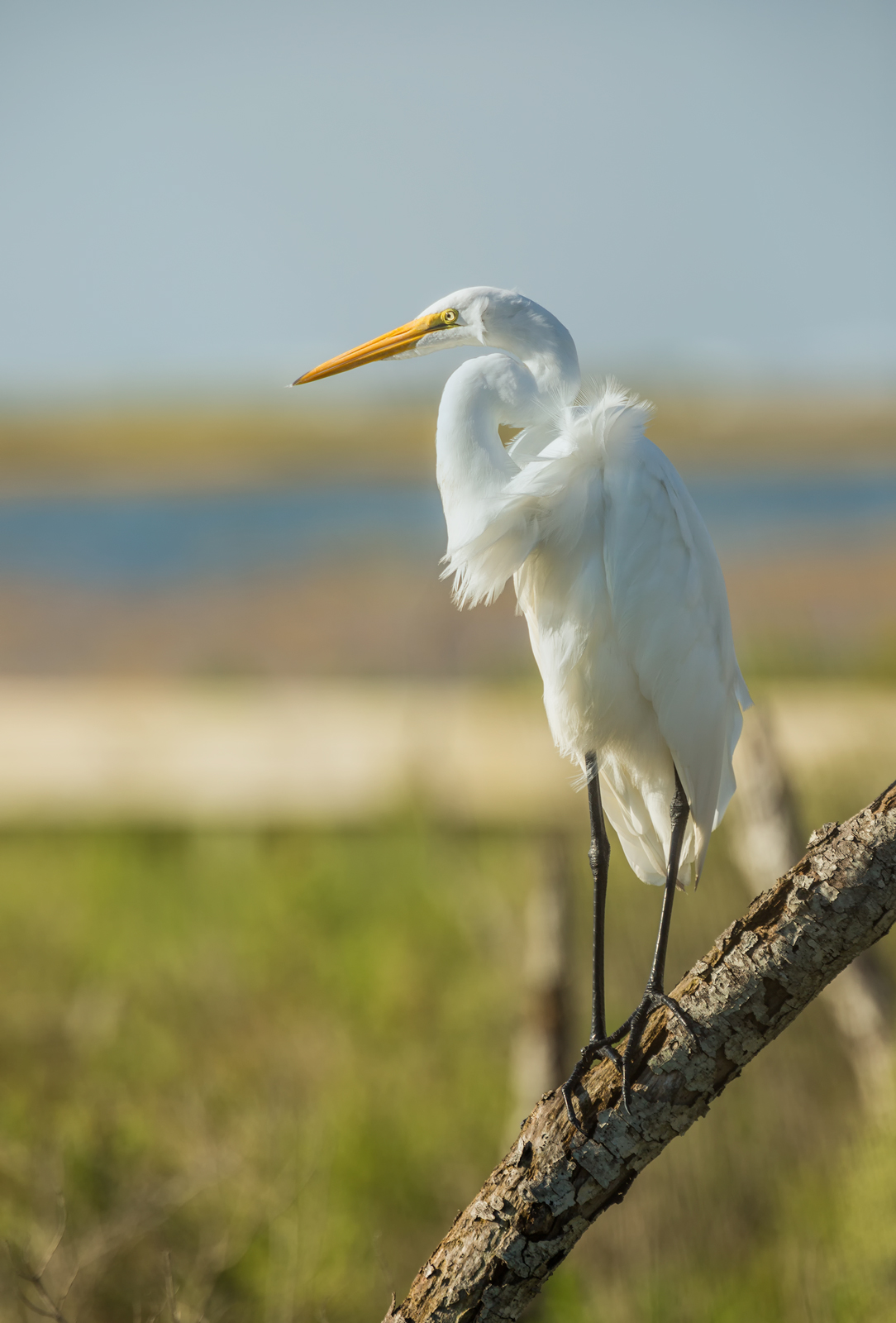White Egret