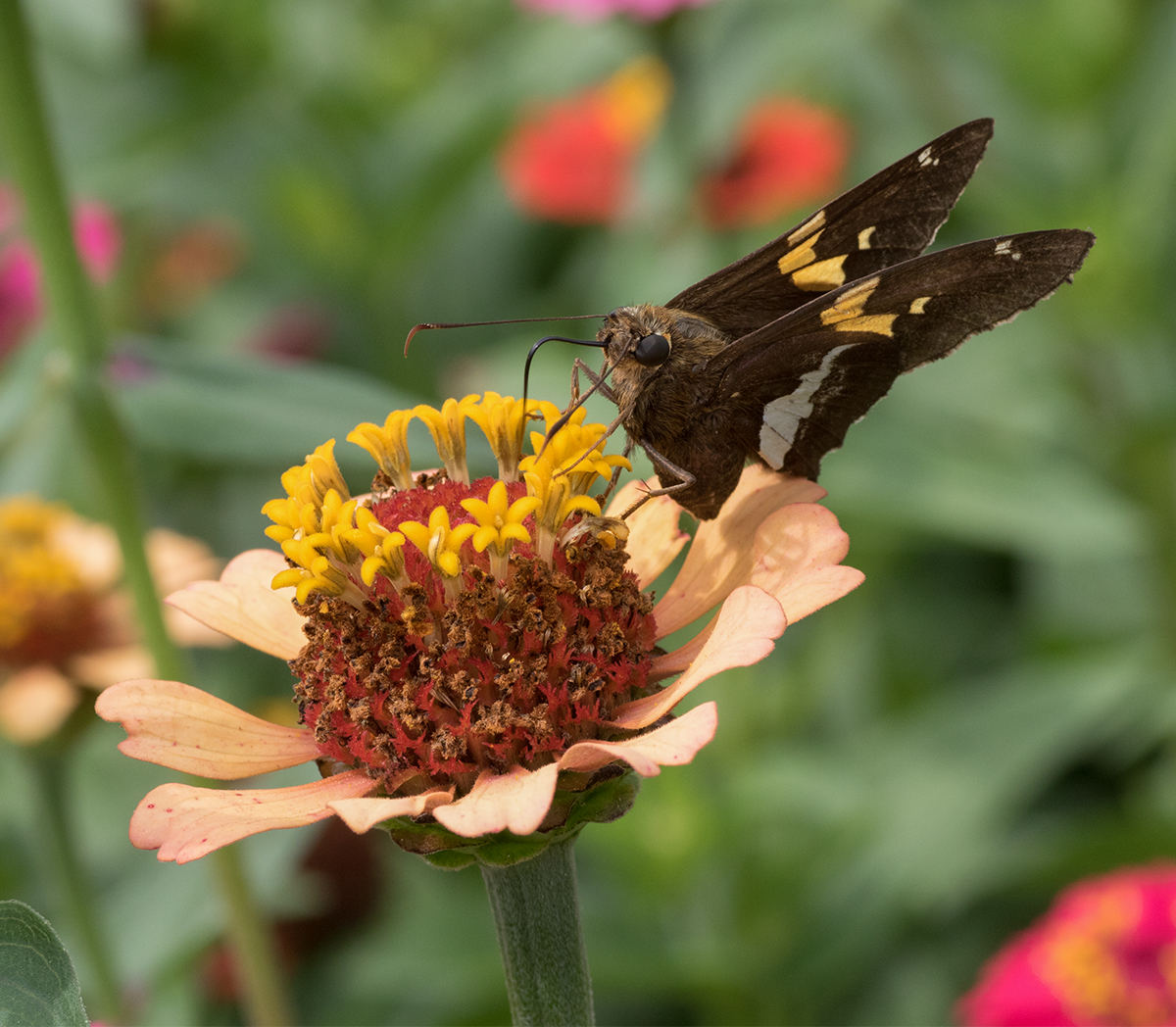 Silver-Spotted Skipper
