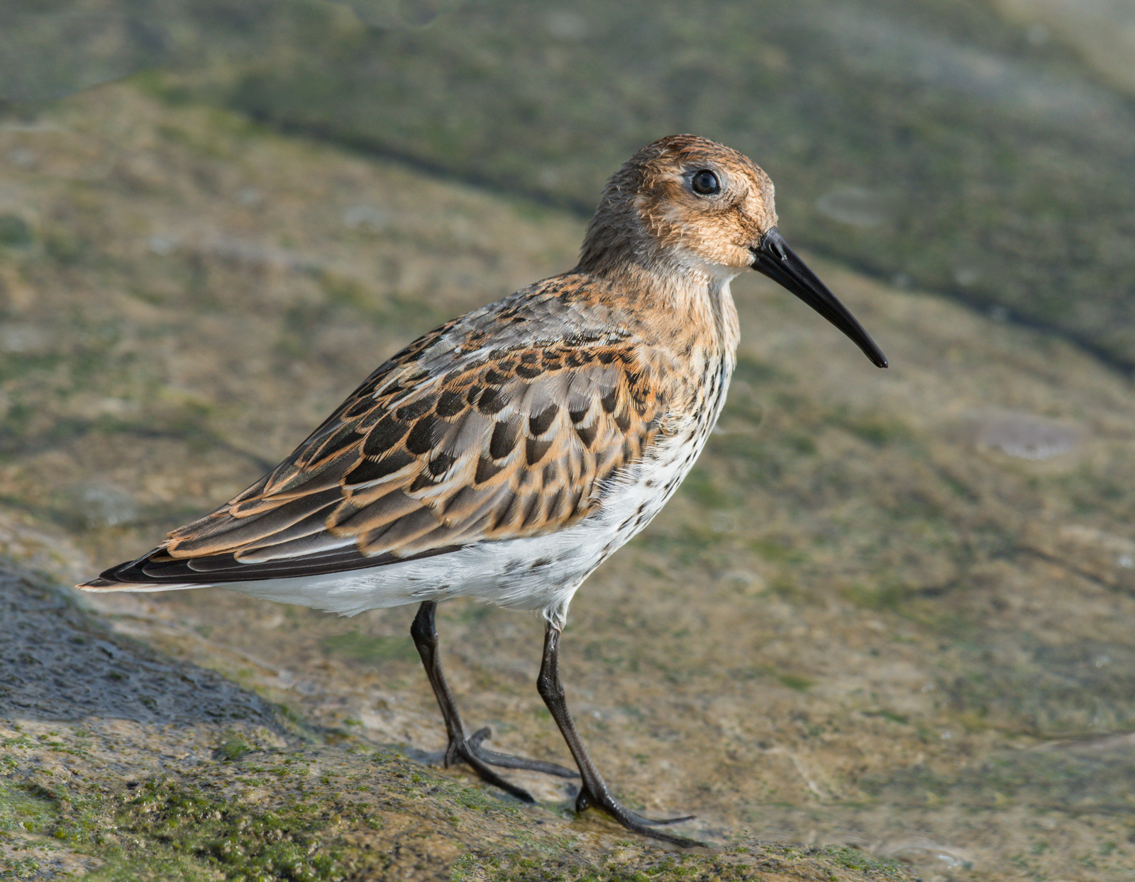 Indignant Dunlin