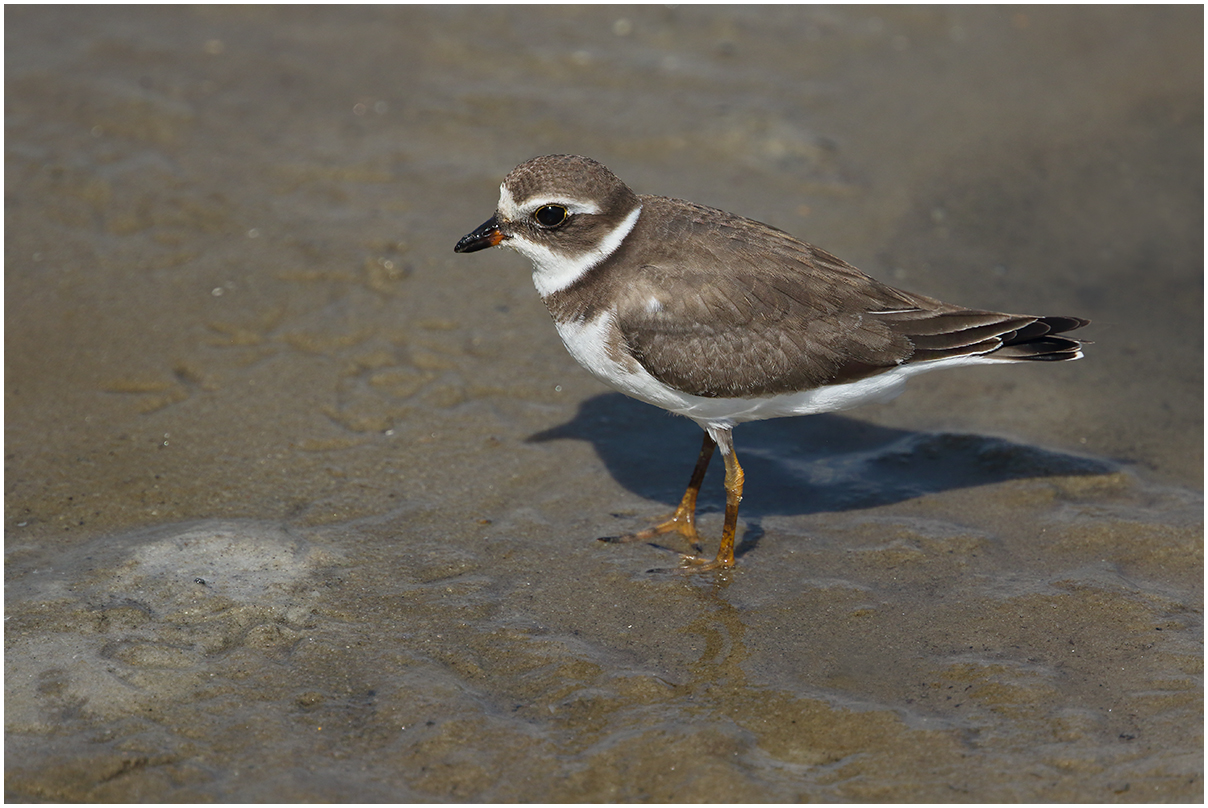 Semipalmated Plover