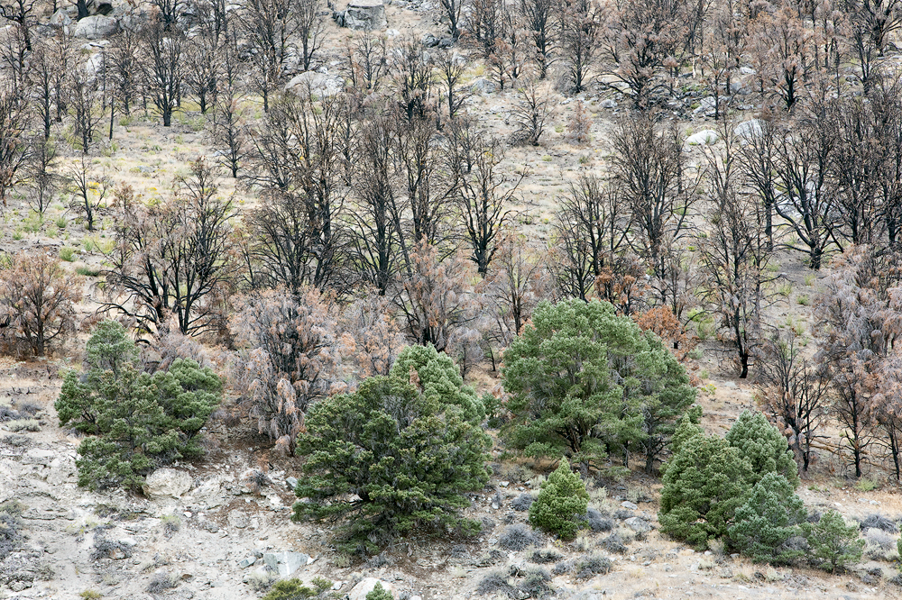 Trees Near Mono Lake