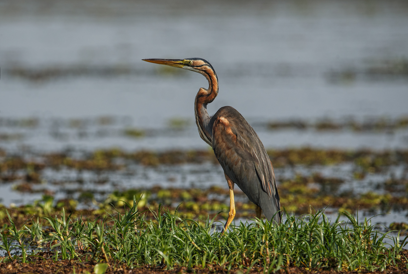 Purple Heron