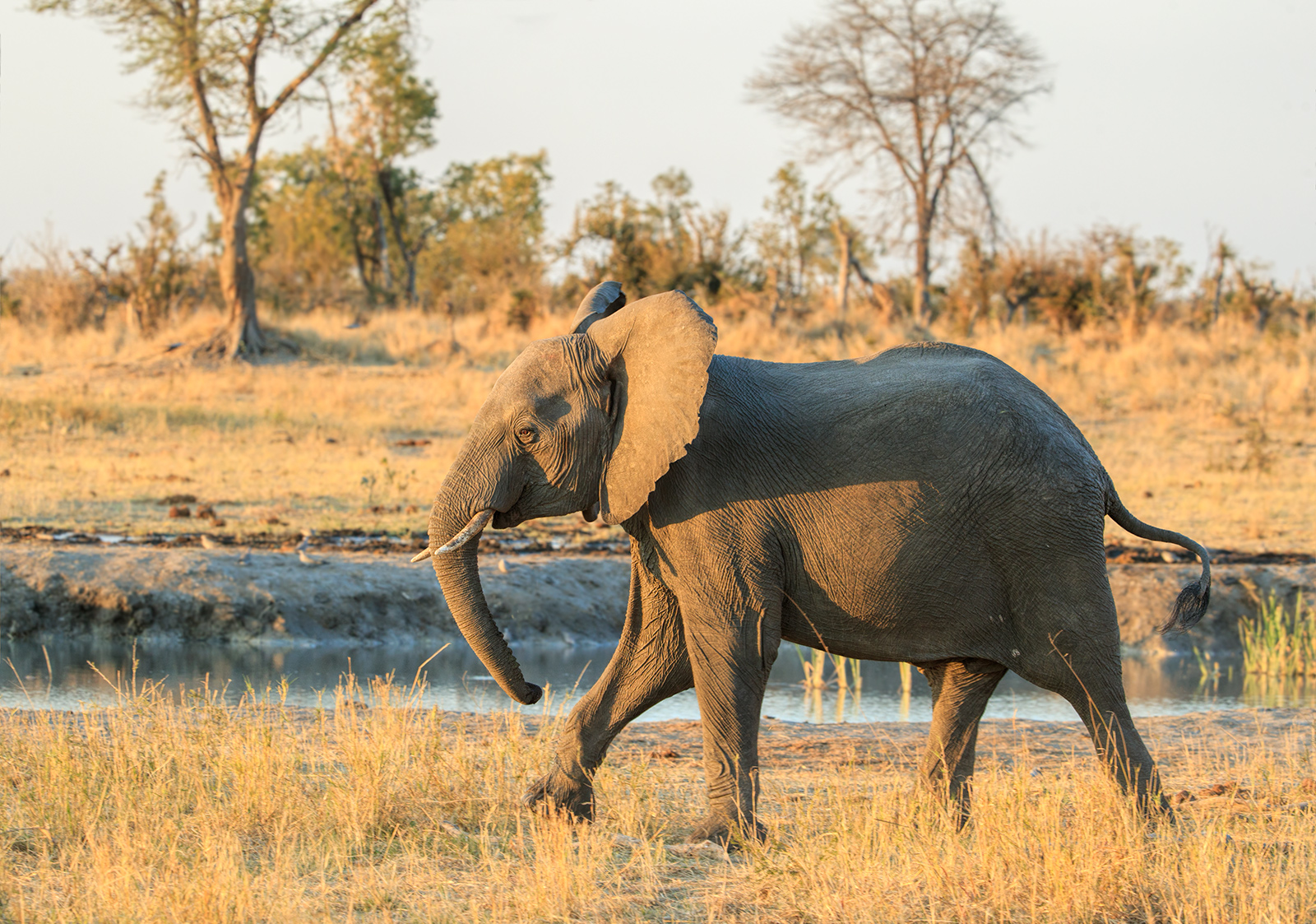 Just an Elephant