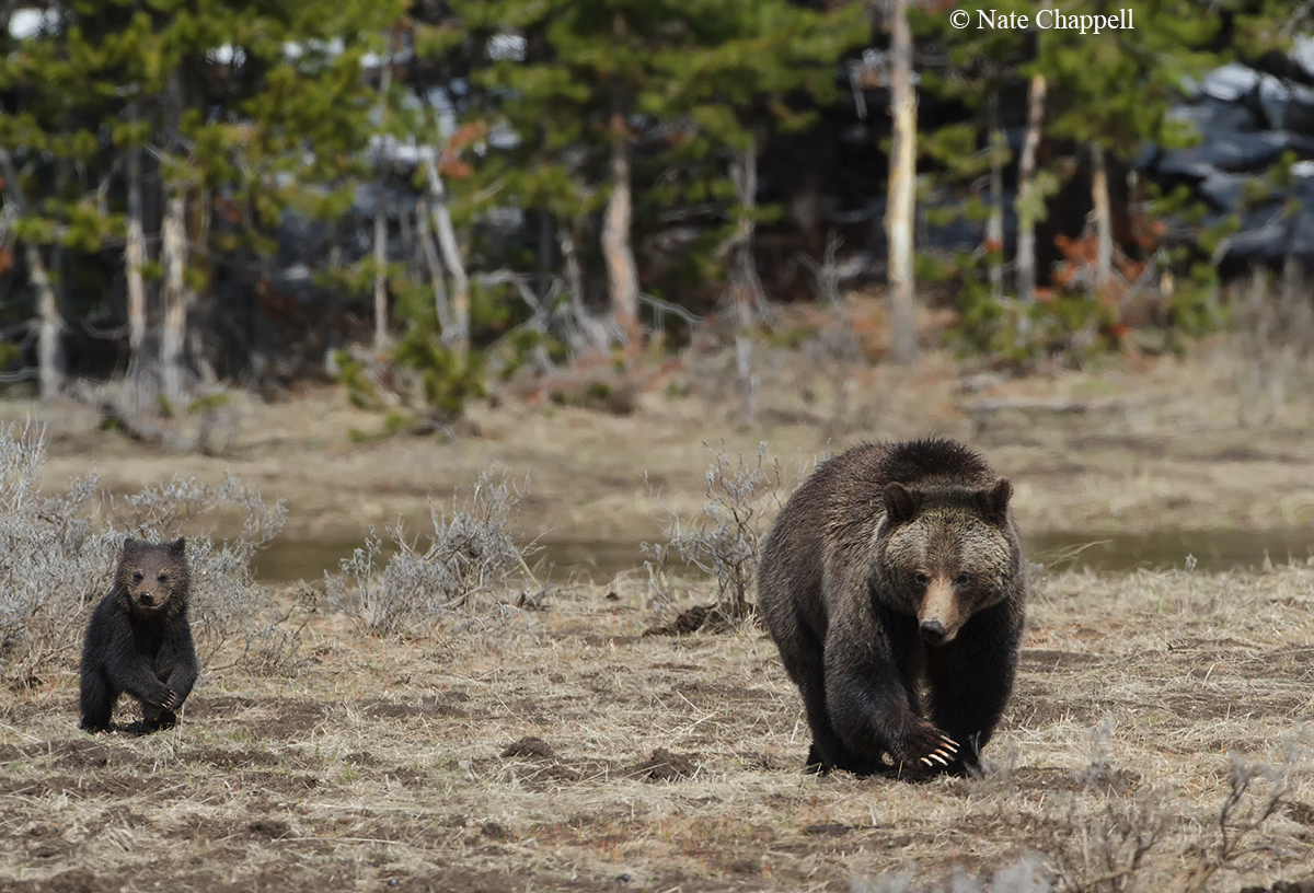 Grizzly Cub and Sow 