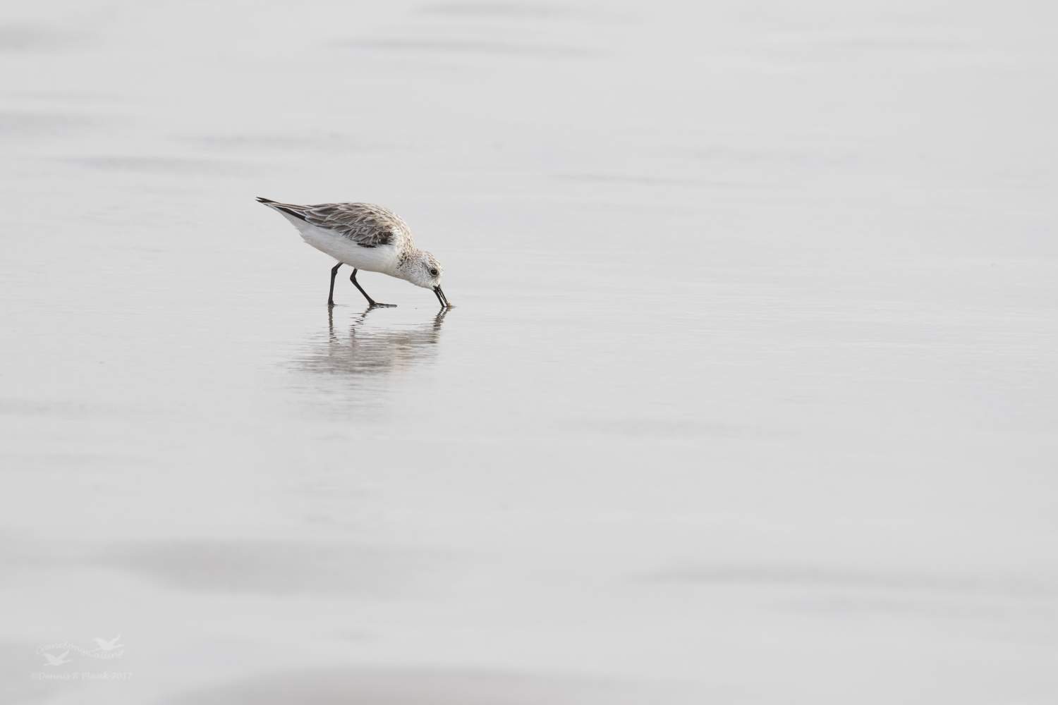 Sanderling & RP