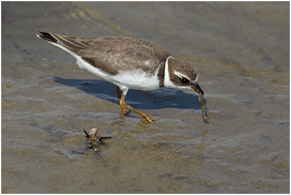 SP Plover & Late Lunch