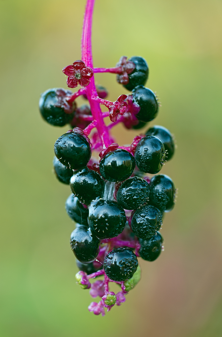 Pokeberries