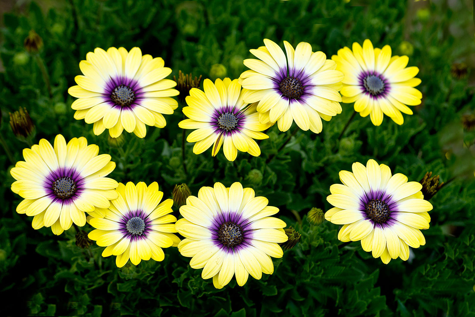 Osteospermums