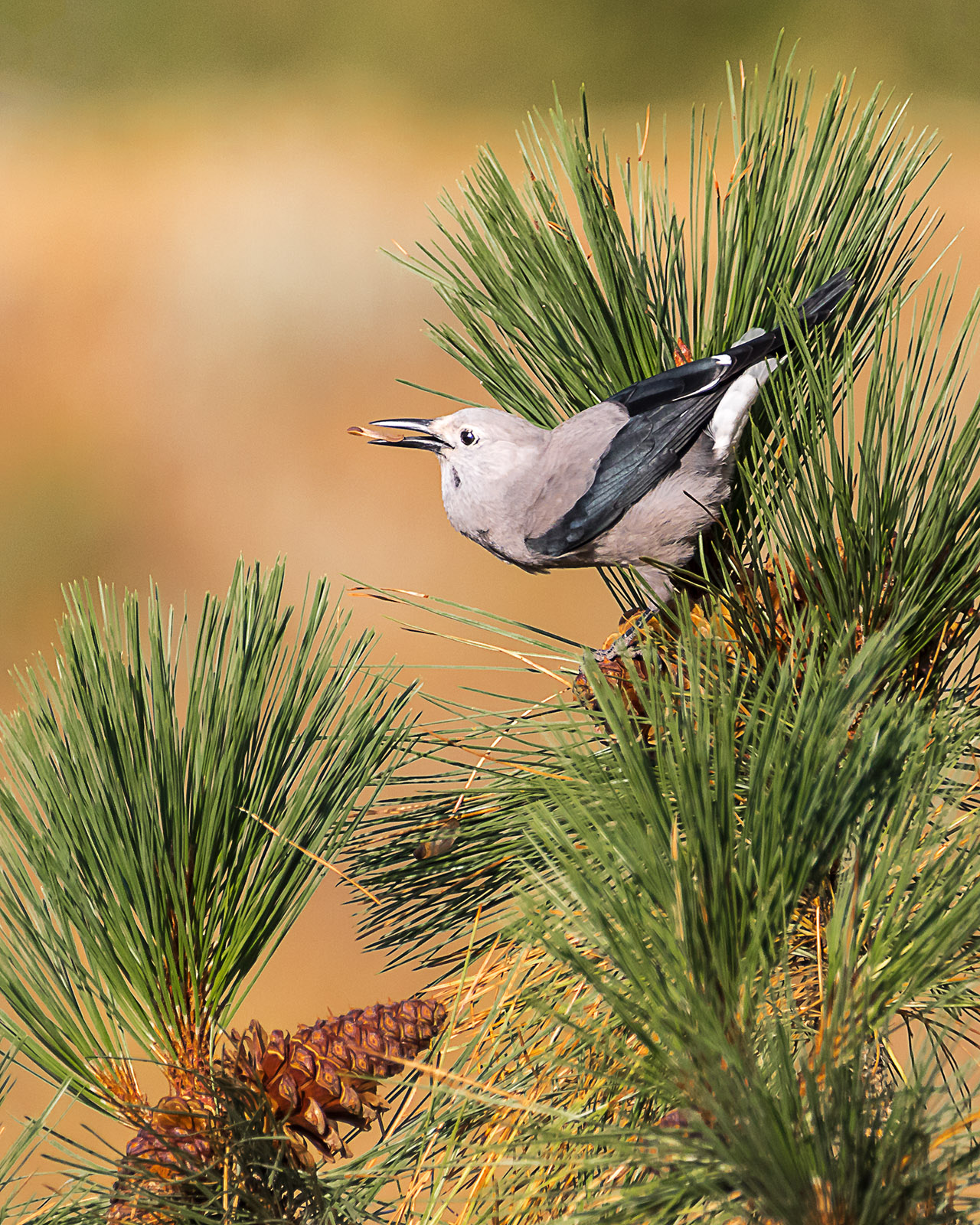 Clark's Nutcracker &RP