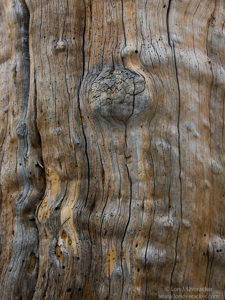 Lodgepole Dressing