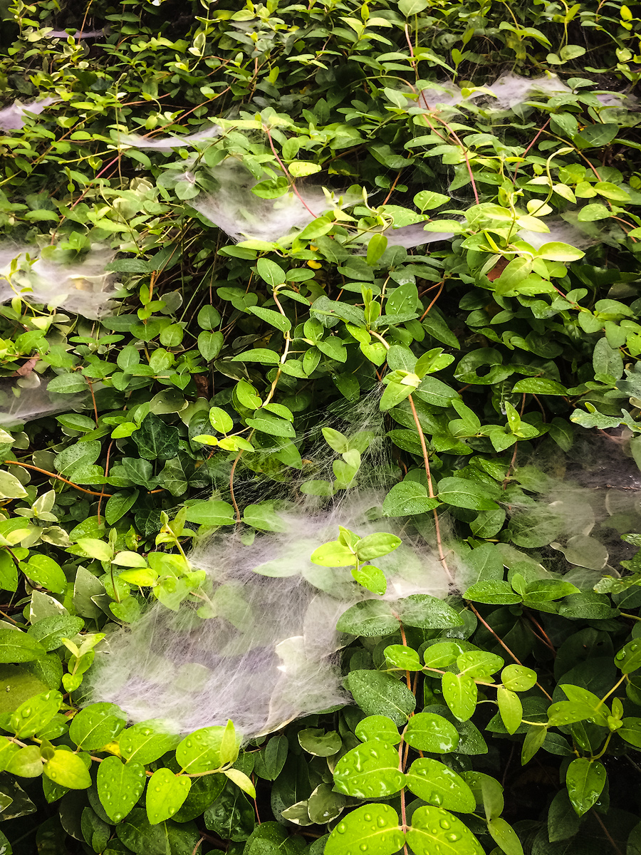 A tangled web indeed.
