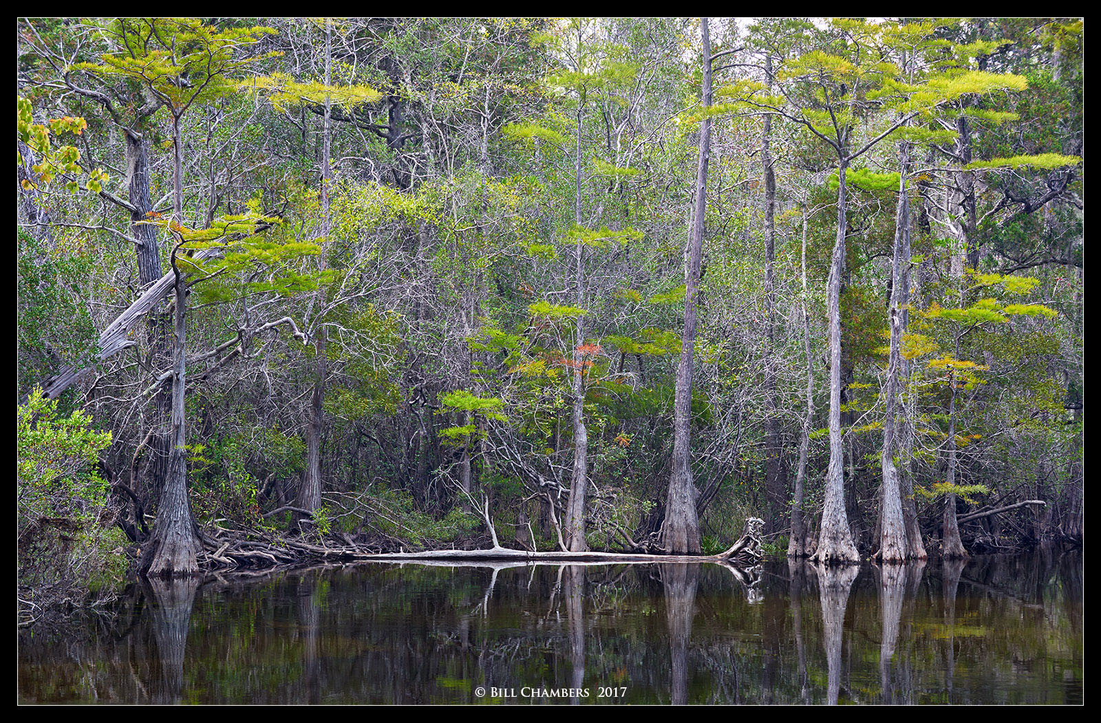 Cypress Scene