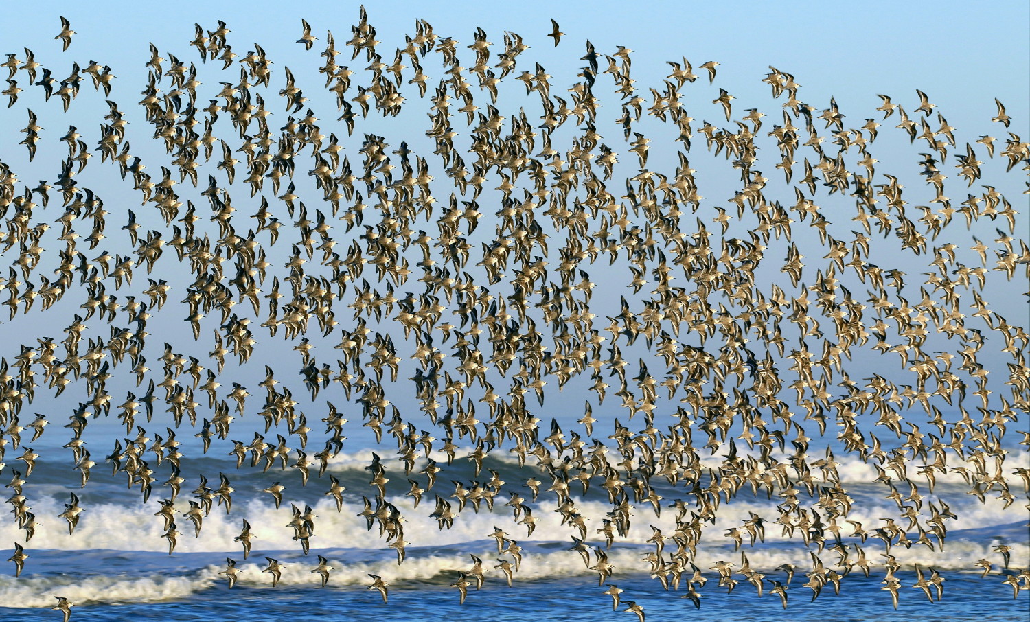 Shorebirds B