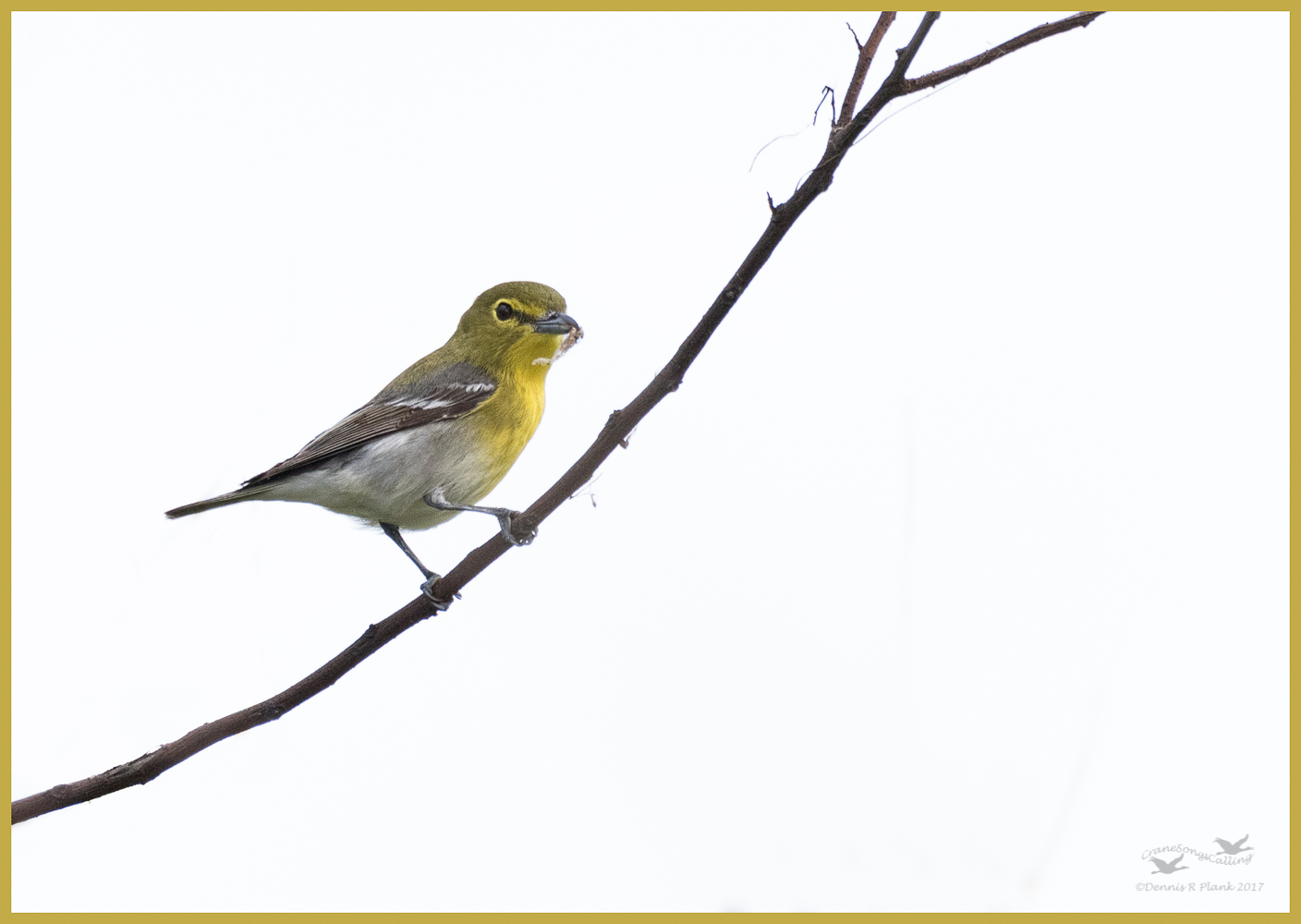 Yellow-throated Vireo