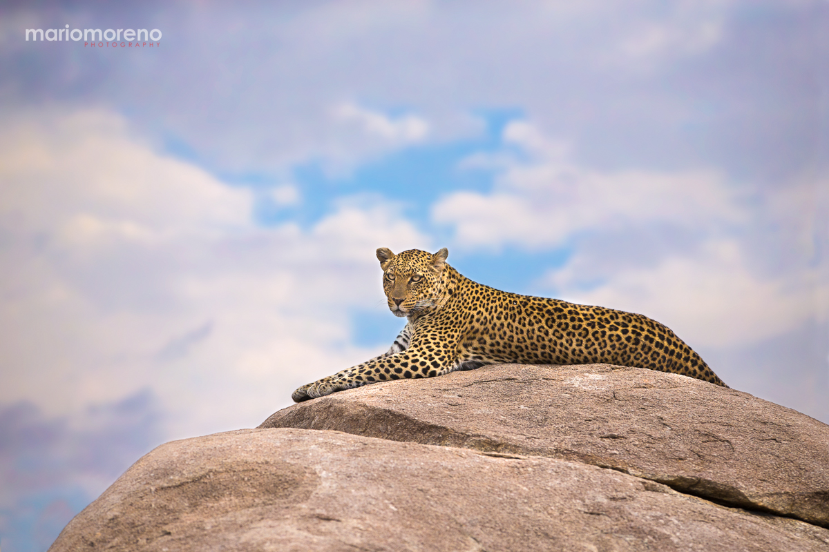 Leopard on a Kopje
