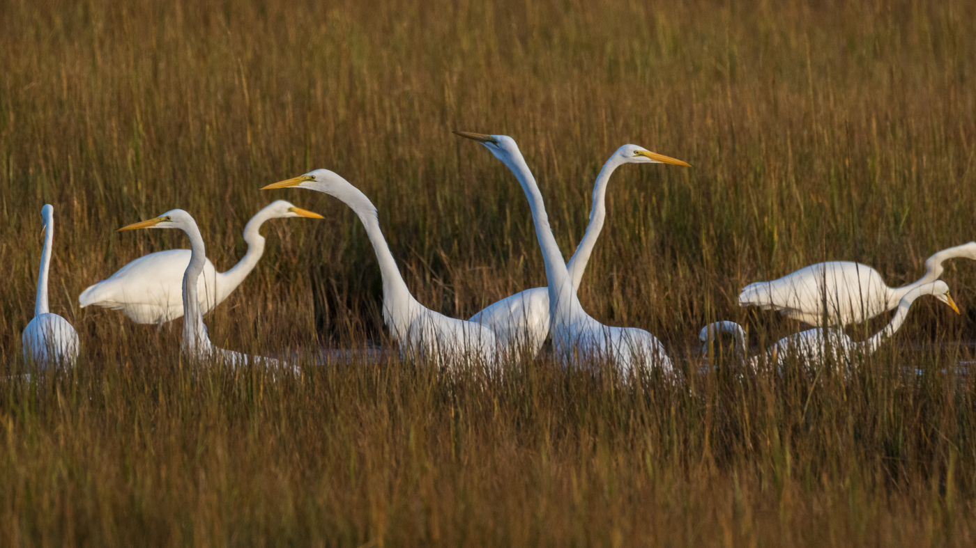 Walk about