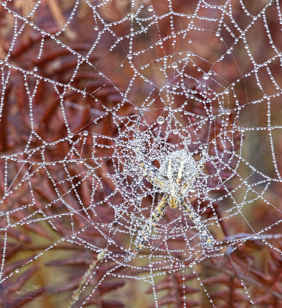 Dewy Web