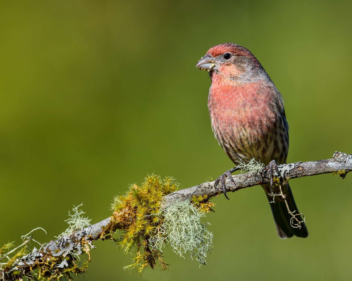 House Finch male