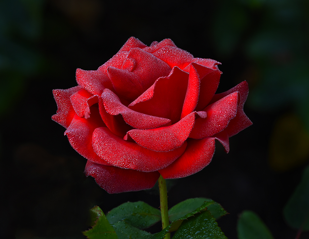 Crimson Bouquet