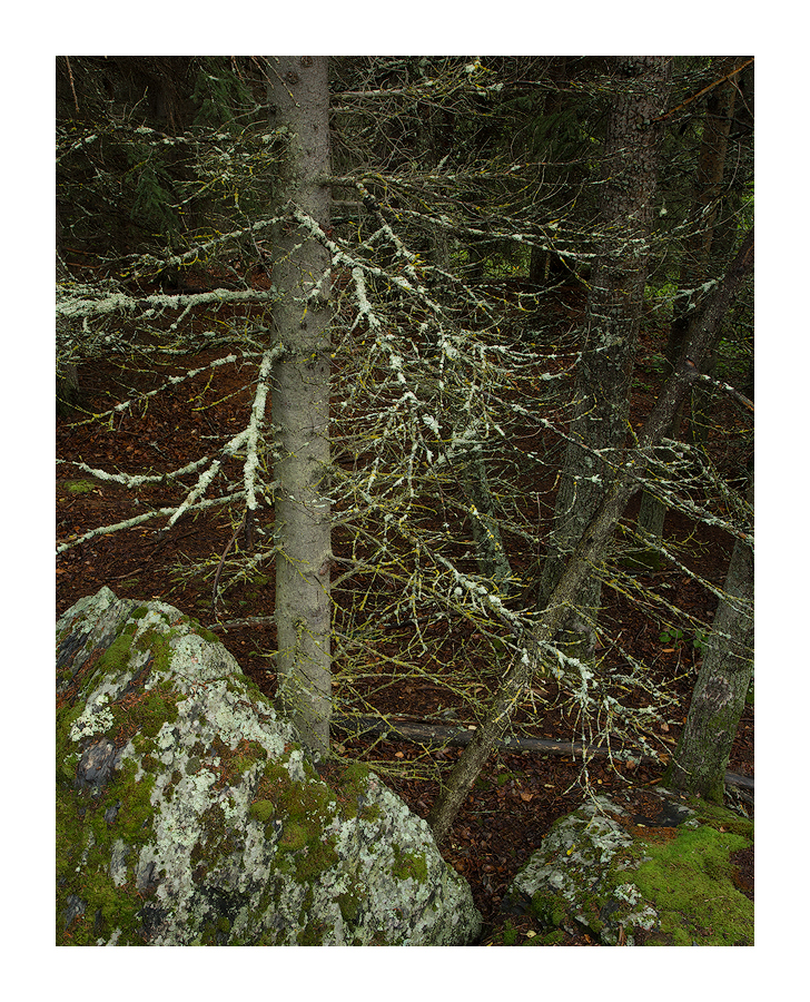 Damp Woodland +rp