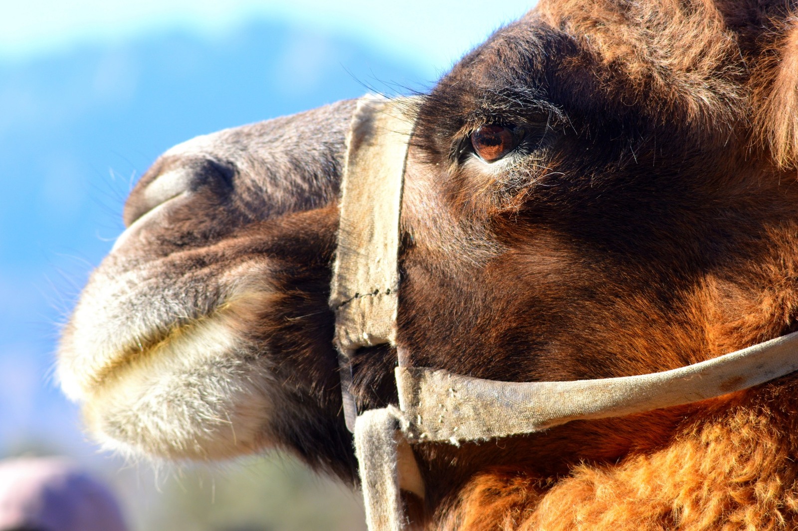 Camel of Nubra....