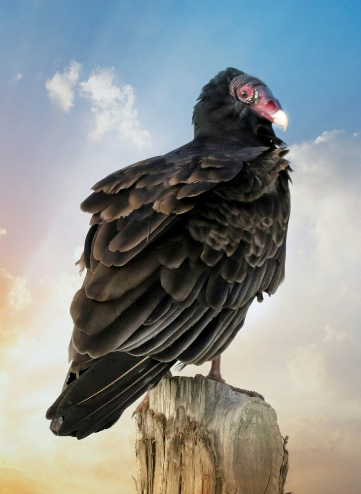 Buzzard sitting on post