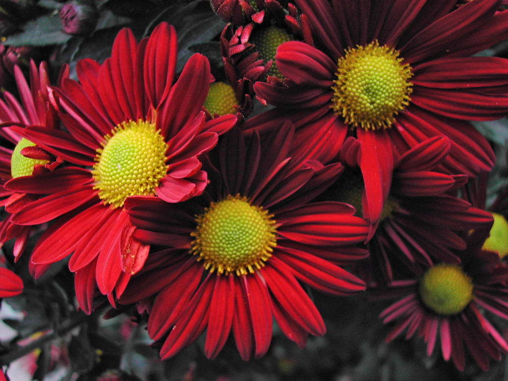 Gerber Daisy  grouping