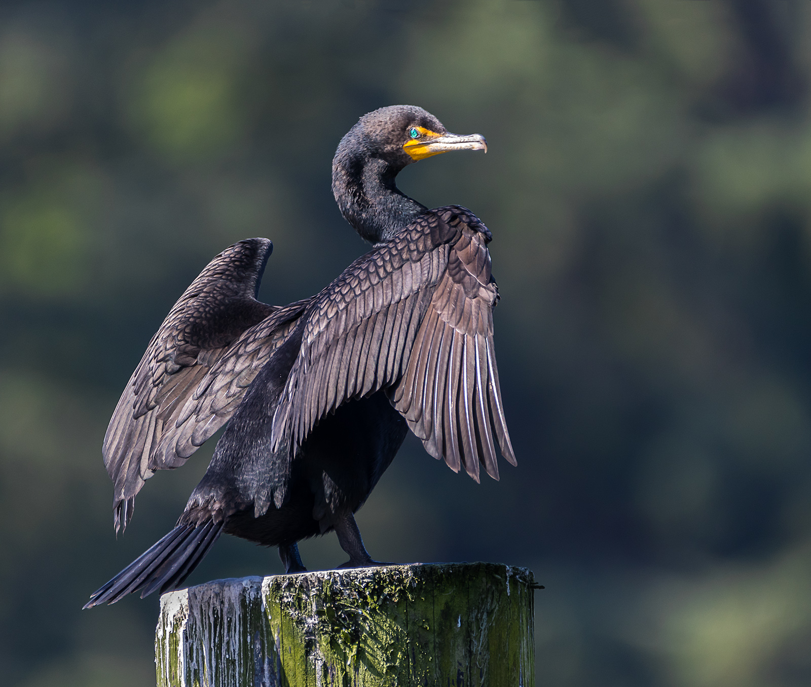 Cormorant