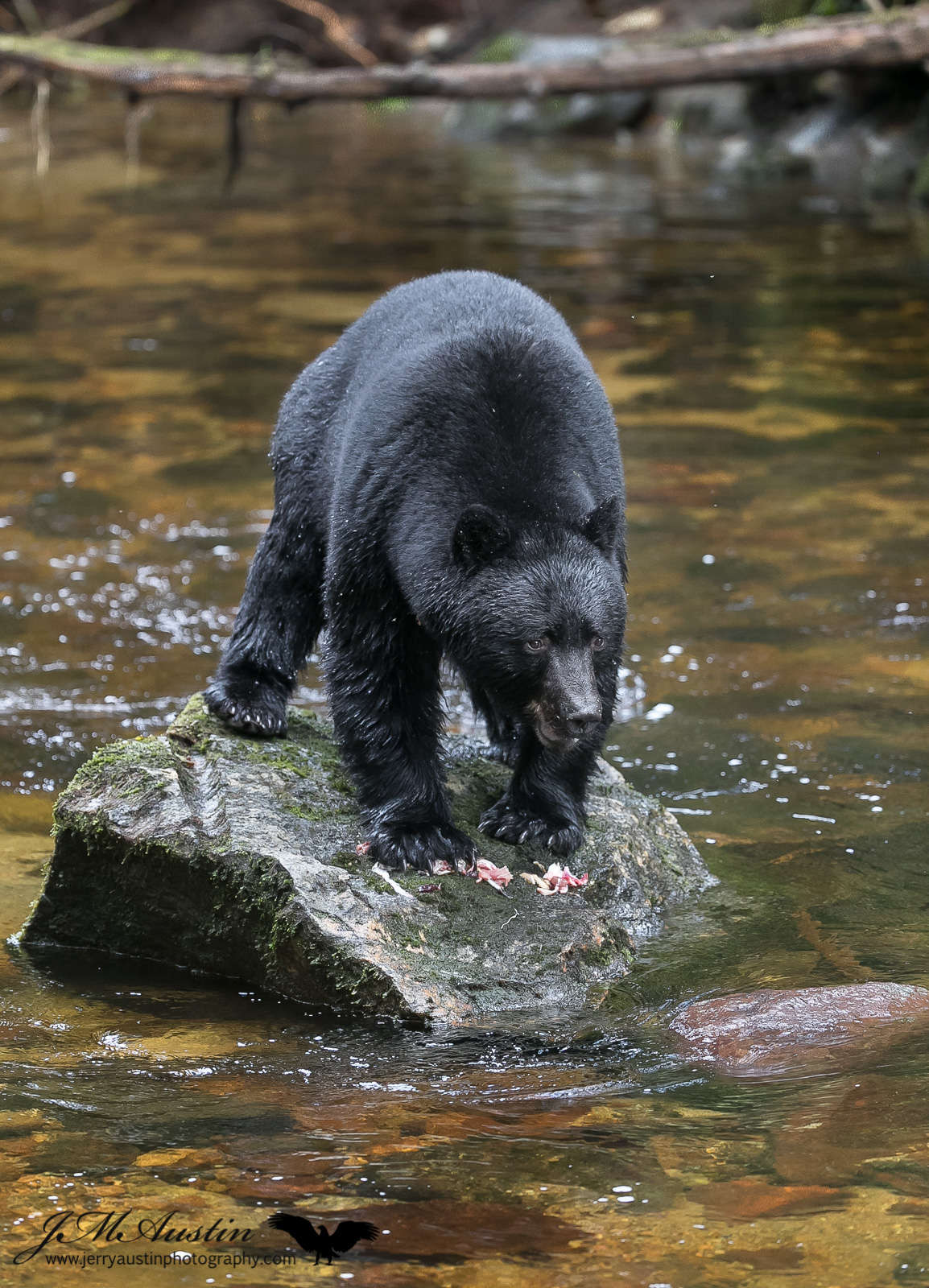 Handsome Black Bear