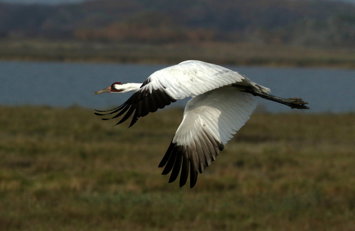 Whooping Crane flyby