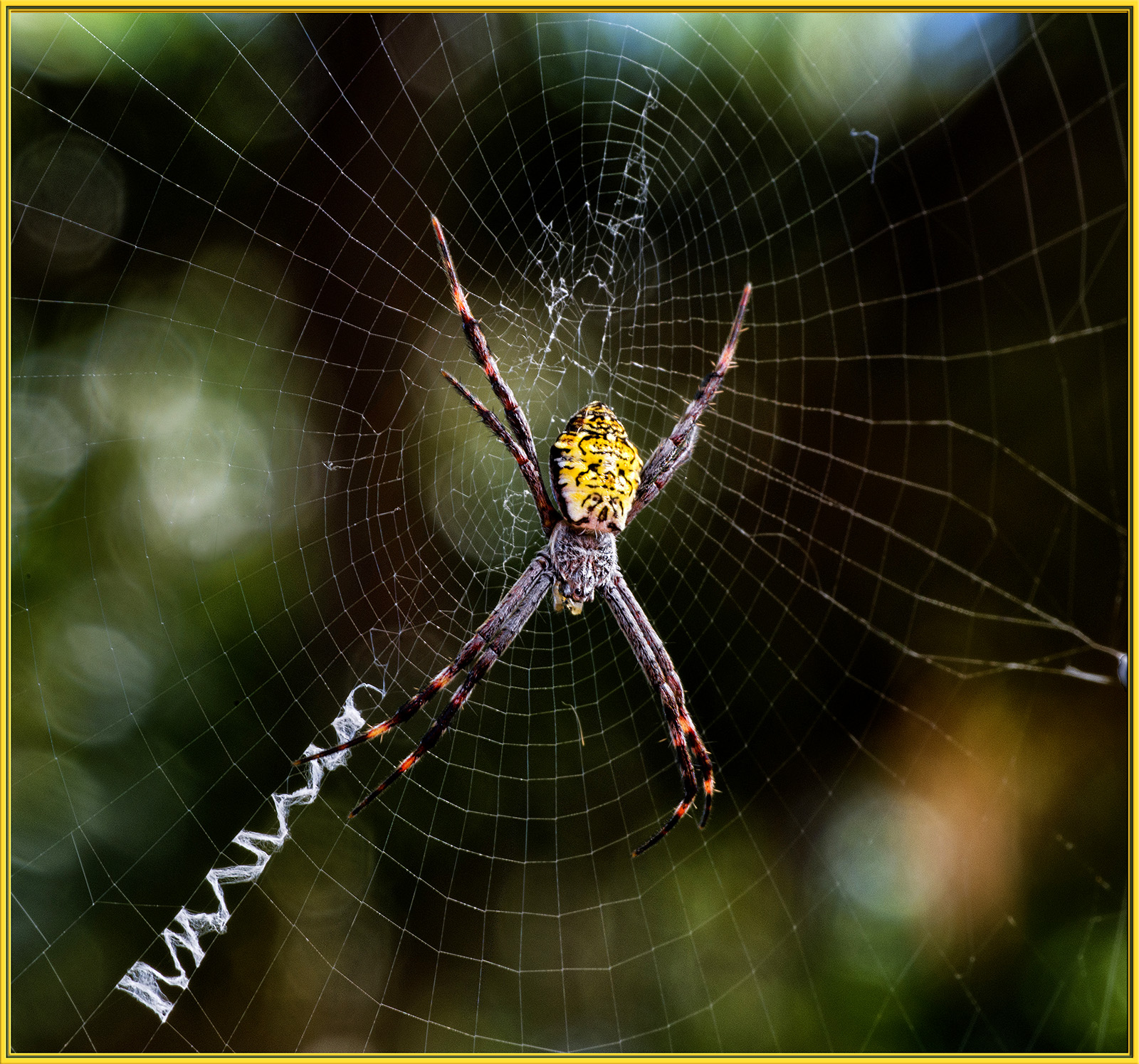 WC #807:  Webs