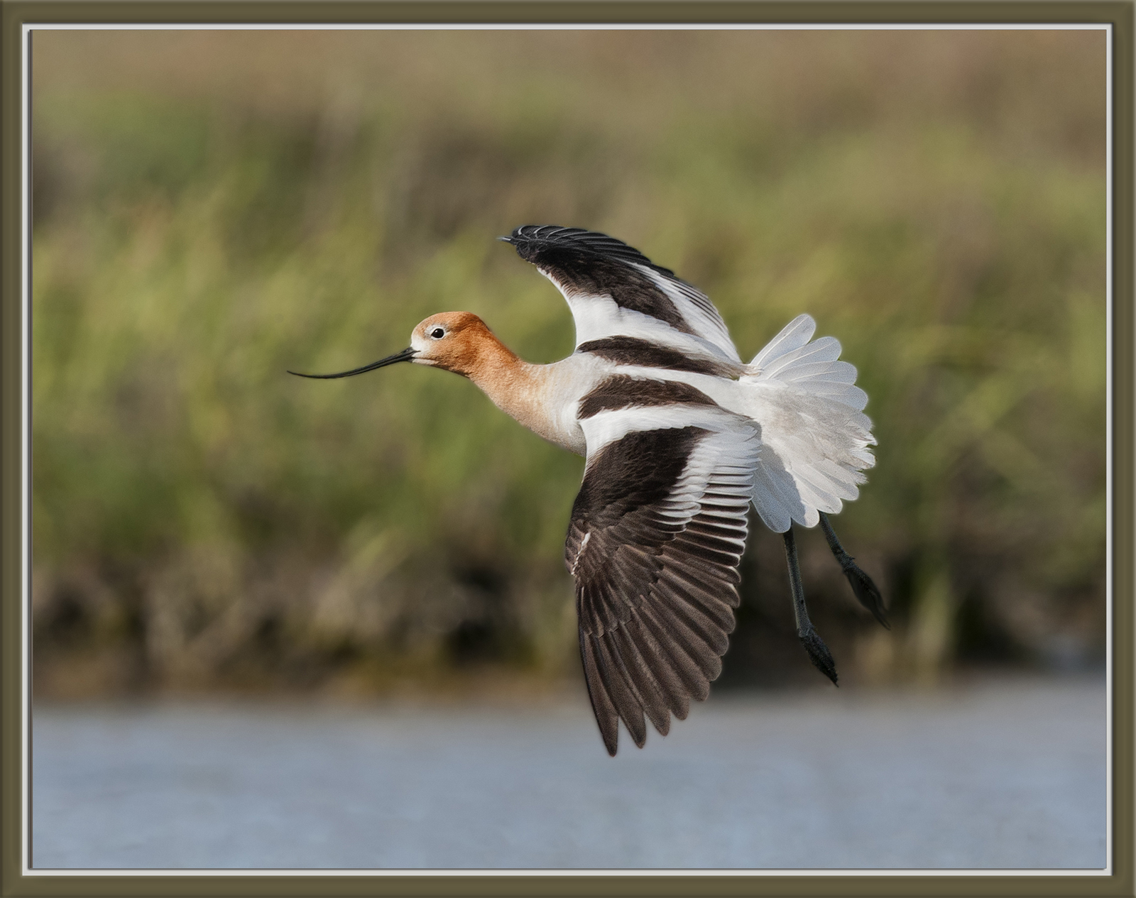 Avocet