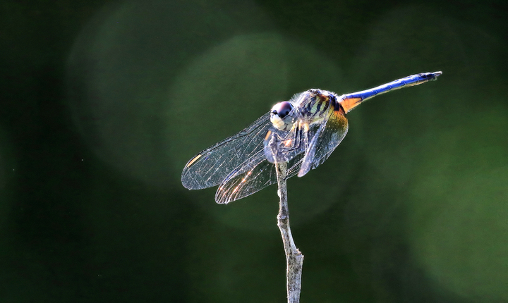 Shimmering Dragonfly 