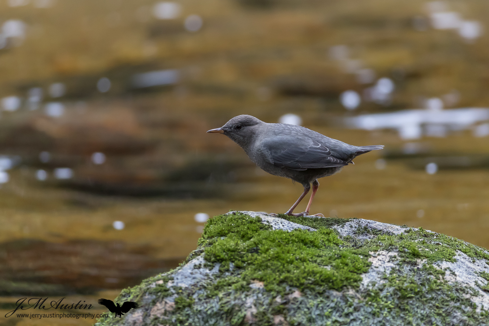 American Dipper
