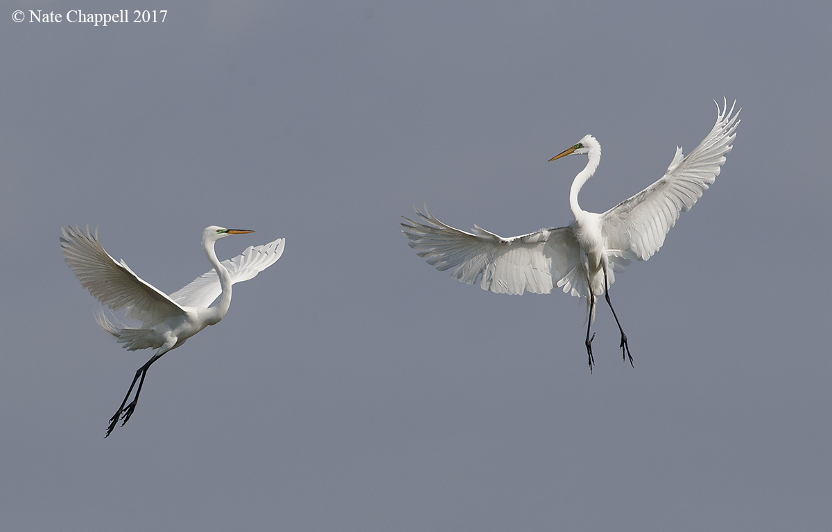 Great Egrets