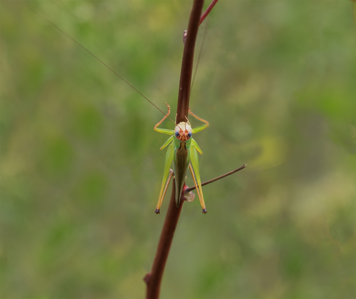 Katydid/redo