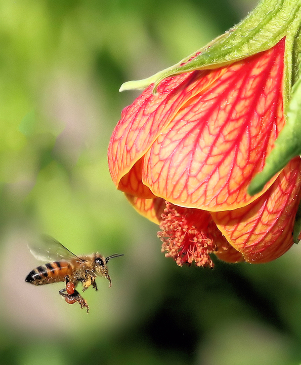 Honeybee lining up