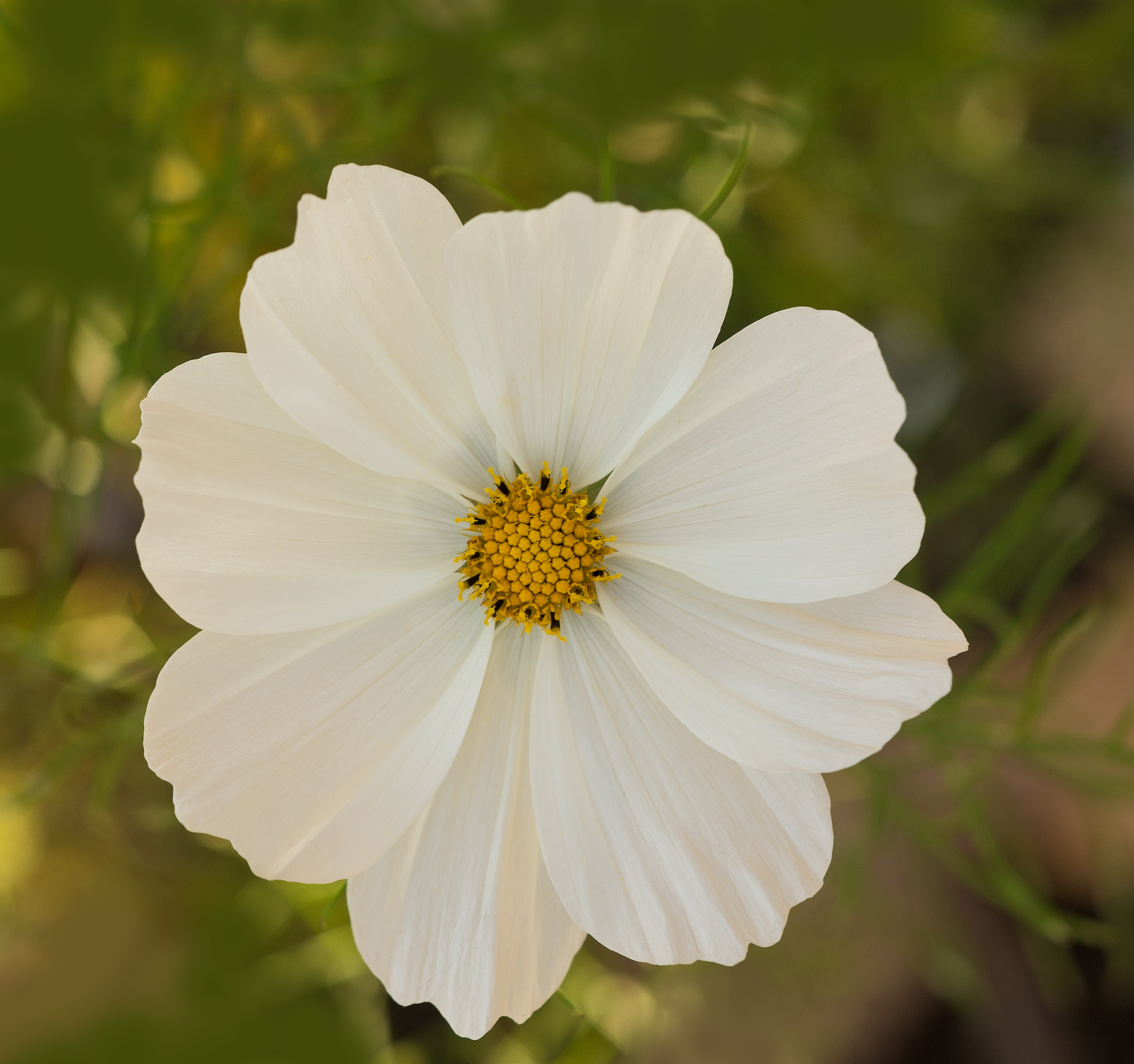 Last  Cosmos